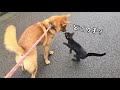 着いて来る子猫を保護しました【里親募集は中断中】