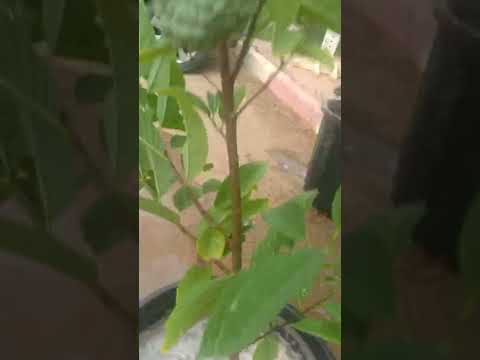 زراعة القشطة في الجزائر