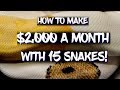 How to make $2,000 a month with 15 snakes!