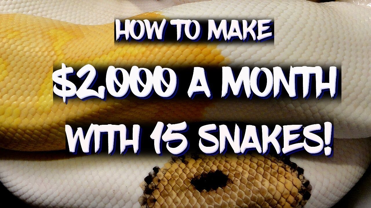 How To Make $2,000 A Month With 15 Snakes!