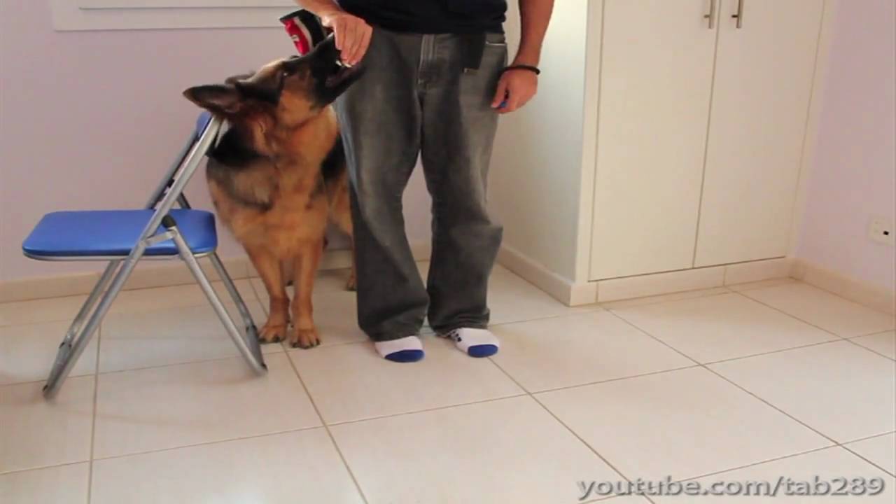 How to Clicker Train Your Dog