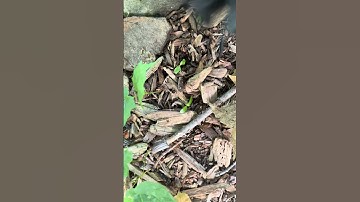 Roots, Residue & Extraction - Weeds Pulling! #40