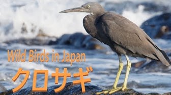 Ztbed8mfnw Fvm