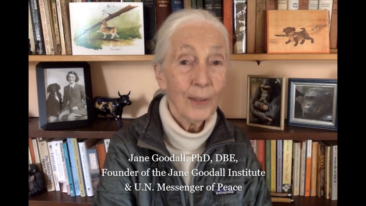 COVID-19 Conference: Hope for change - Jane Goodall