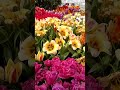 Море великолепных тюльпанов в Аптекарском огороде.(4)