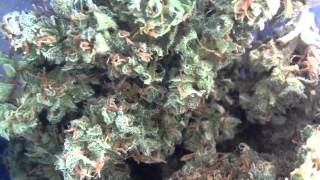 Dragon Budskies