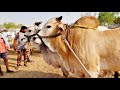      pebbair cattles market in indiabulls pricesoxen price