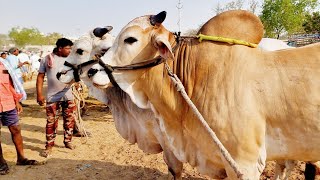 పెబ్బేరు శనివారం సంతలో సేద్యపు ఎద్దుల రేట్లు-pebbair cattles market in india-bulls prices-oxen price