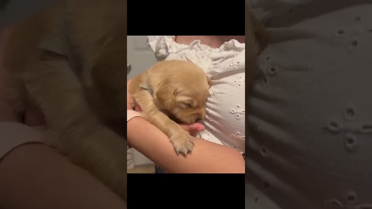 Our little Golden-Retriever puppy at 2 1/2 weeks old 
