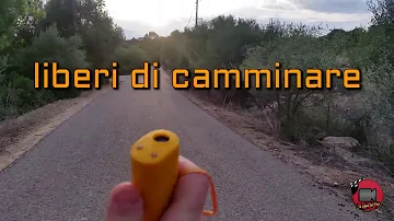 Come difendersi dai cani randagi?
