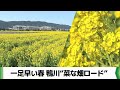 一足早い春の訪れを 「菜な畑ロード」1月10日オープン 千葉・鴨川市(2026.01.09放送)