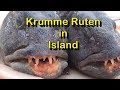 Krumme Ruten in Island