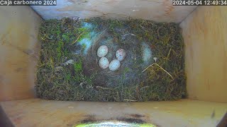 Caja nido Carbonero común (Great tit nestbox)  Abril 2024