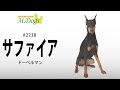 ペットモデル#2238 ドーベルマン「サファイア」