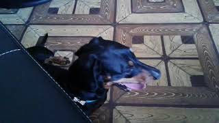 El detective conejo y la detecdive perro screenshot 4