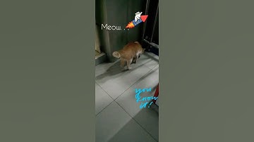 kucing jalan santuy.mp4🤣👍 #shorts #subscribe #youtubeshorts #kucinglucu #trendingshorts #funny #cats