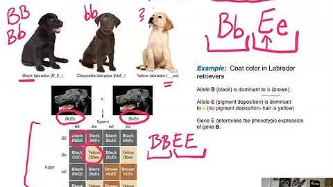 Genetics Unit: Epistasis