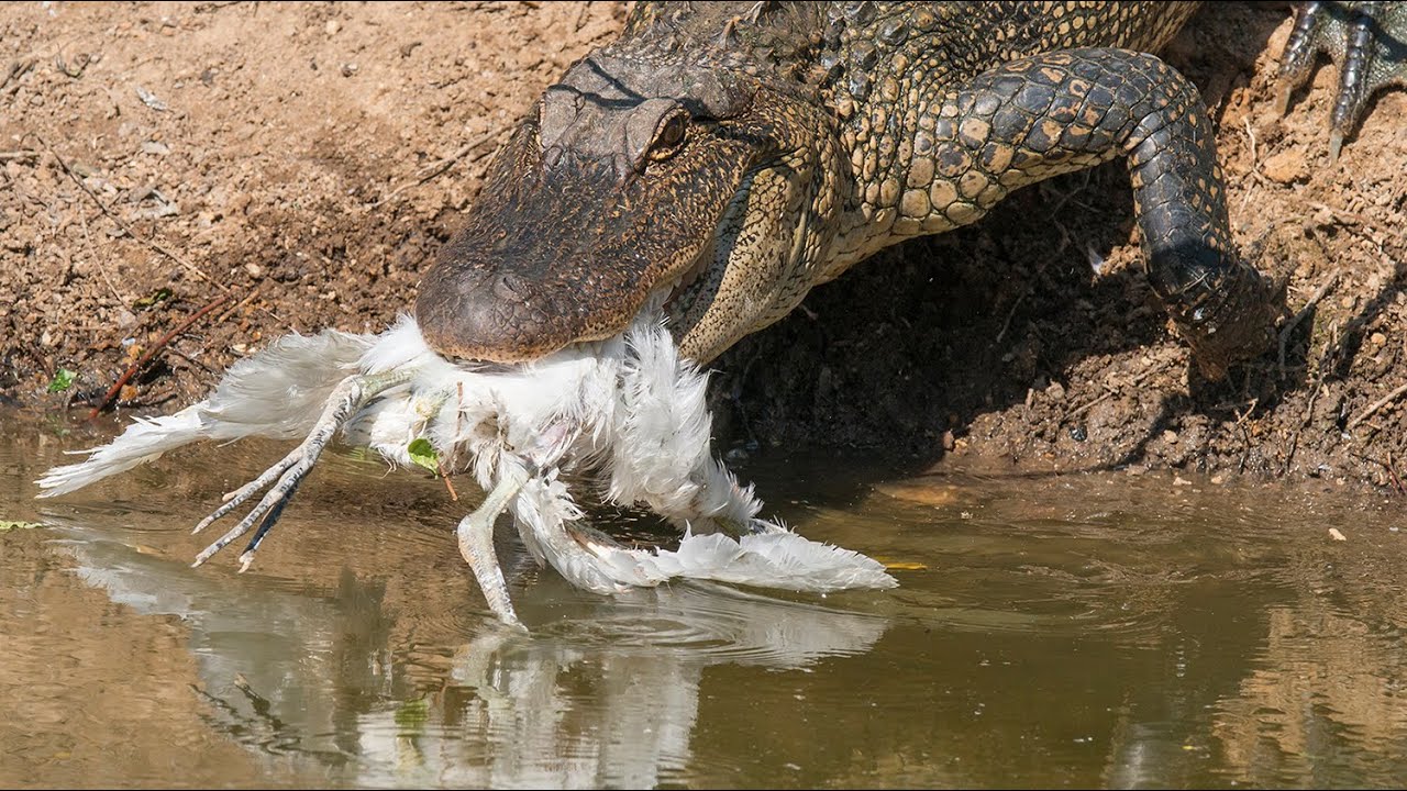 Alligator Attacks Birds  YouTube