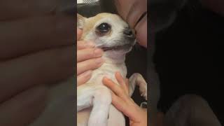 Chihuahua massage 101