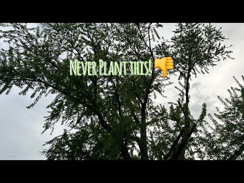 NEVER plant a Silver Maple in your yard | 4 reasons why