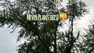 NEVER plant a Silver Maple in your yard | 4 reasons why