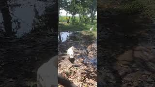 semi adult geese for sale ( con no 90083 59633 )