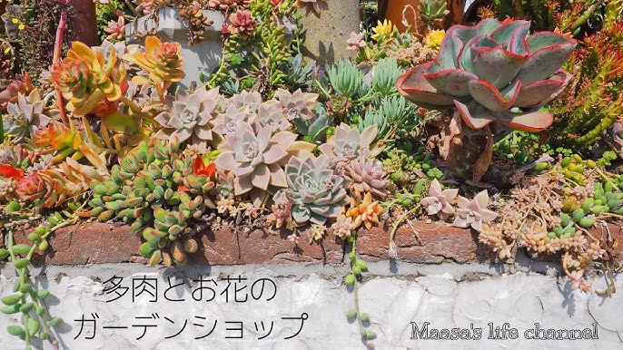 多肉 56 地植えのセダム 多肉植物の寄植えように庭にまいたセダムがモリモリです Youtube 多肉 56 地植えのセダム 多肉植物の寄植えように庭にまいたセダムがモリモリです Youtube