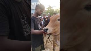 গরু তোমাদের গোমাতা হাটে কেন বিক্রি করতে এসেছ? ফিরিয়ে নিয়ে যাও। #bttv #BTTV