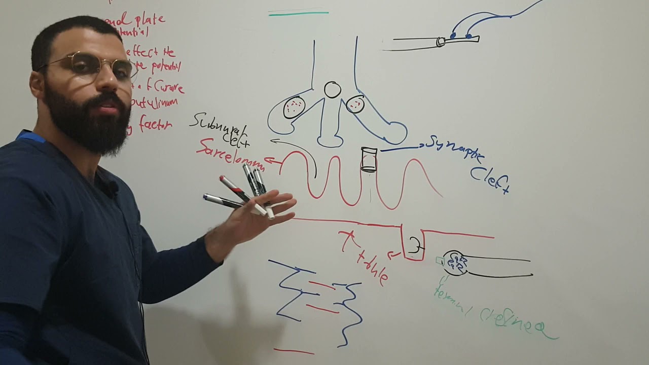 neuromuscular junction | conduction and excitation of Neuromuscular | ; part 1