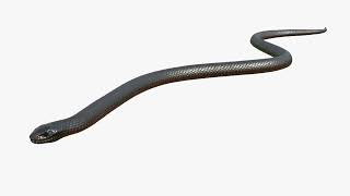 Desert Black King Snake Rigged For Blender Animated 362 | 3D Molier International