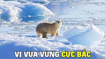 Gấu Bắc Cực | Khám Phá Thế Giới Động Vật Hoang Dã