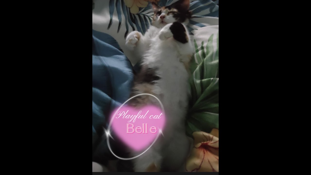 Playful Cat (Belle) | video #3