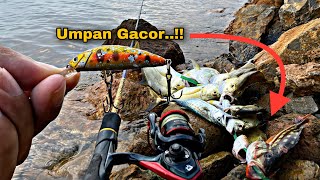 Umpan gacor..!! Tidak butuh waktu lama langsung pulang bawa hasil | Ultralight Casting | Minnow 5 gr