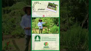 El Saúco  fortalece tu sistemas respiratorio  -FADCAMPO   #campo  #naturaleza #agriculture