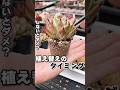 まだ植え替えしない？植え替えいつする問題 #succulent #多肉植物 #エケベリア #mokimoki #モキモキ