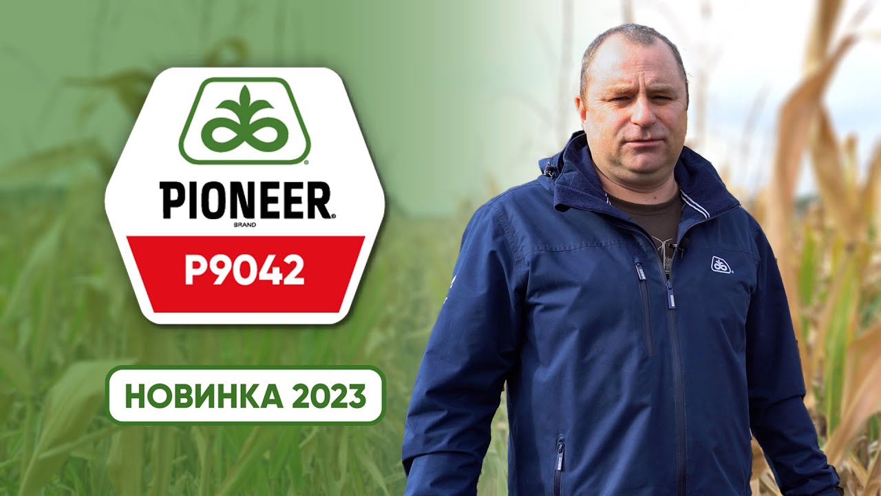 P9042 – середньостиглий гібрид кукурудзи Pioneer®