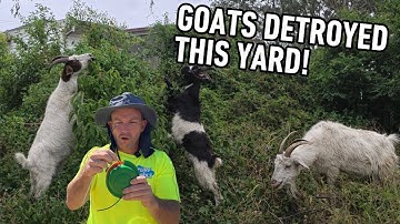 Cleaning up after Goats DESTROYED this Yard!