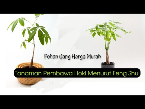 Video: Pokok Wang Pachira - Ketahui Cara Menjaga Tumbuhan Pokok Wang