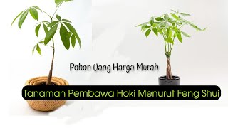 Getting to Know the Pachira Aquatica Tree, the Good Luck Plant According to Feng Shui | Money Tre...