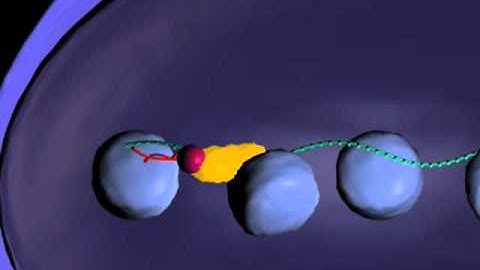 Mechanism of Transcriptional Gene Silencing