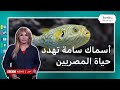 تحذيرات مصرية من خطر ثمانية أنواع من الأسماك السامة تناولها.. ما الذي يجب معرفته حولها؟