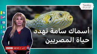 تحذيرات مصرية من خطر ثمانية أنواع من الأسماك السامة تناولها.. ما الذي يجب معرفته حولها؟