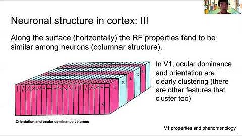 Properties of the primary visual area (V1) and consciousness