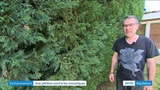 Gironde :  l'inquiétude monte face au moustique-tigre