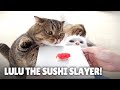 LuLu Om Nom Noms Sushi in One Bite! | Kittisaurus