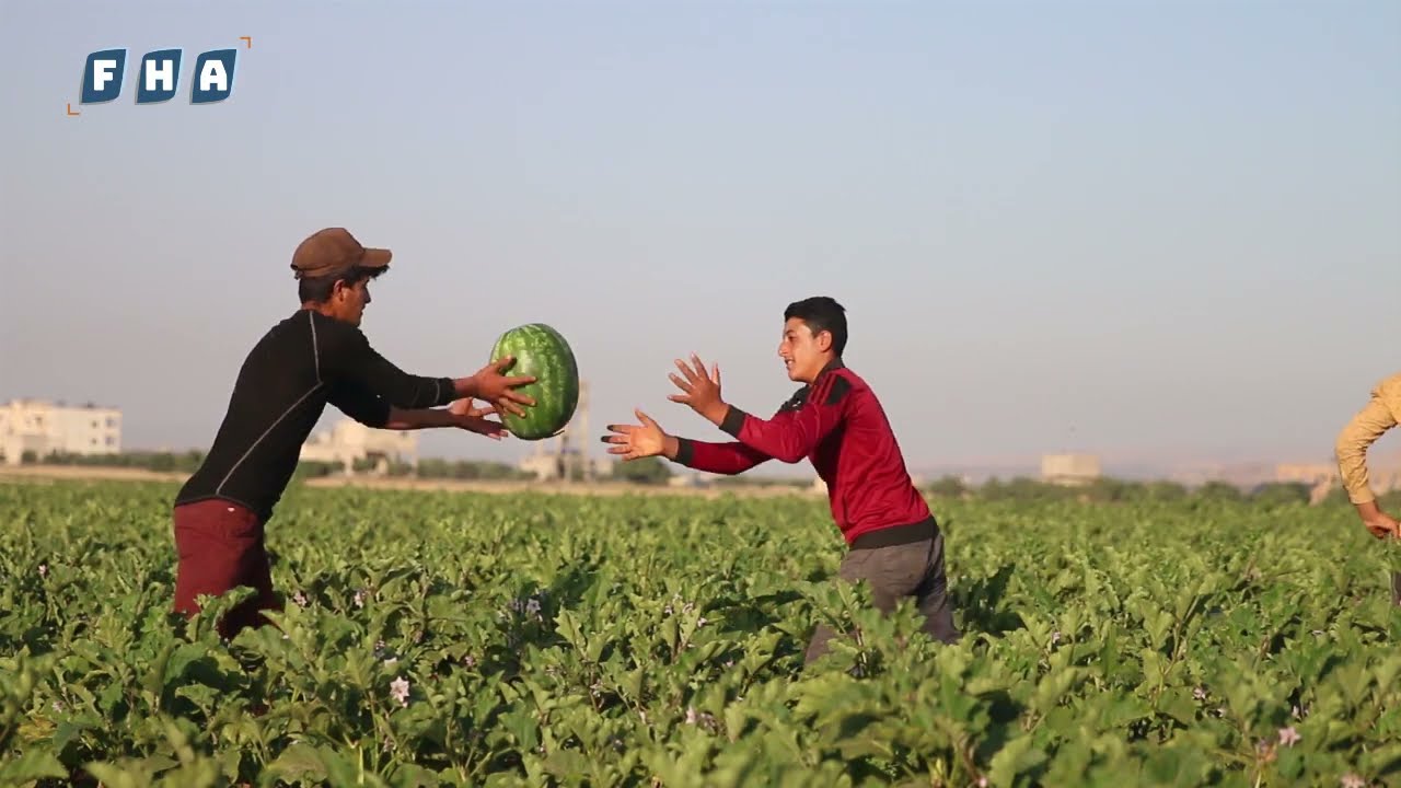 موسم قطاف البطيخ الأحمر بريف إدلب الشمالي