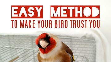 Your bird is scared of you? Here