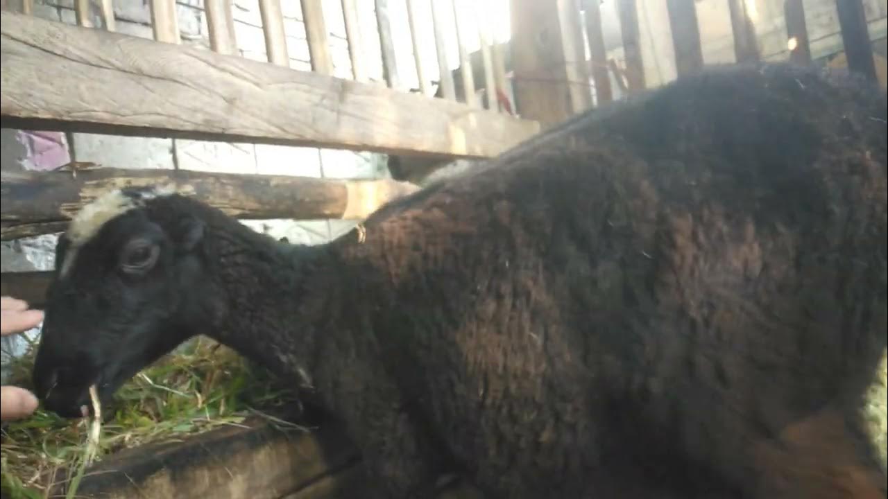 Diusia berapakah bitmil dara,mulai kelihatan susunya turun? - YouTube