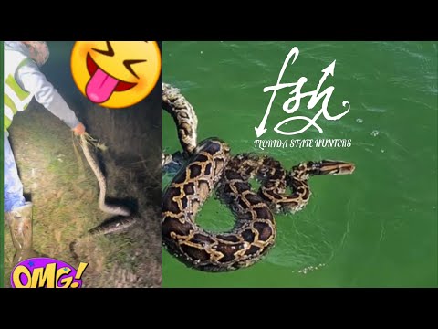 Hunting Pythons deep in the water at Florida Swamp