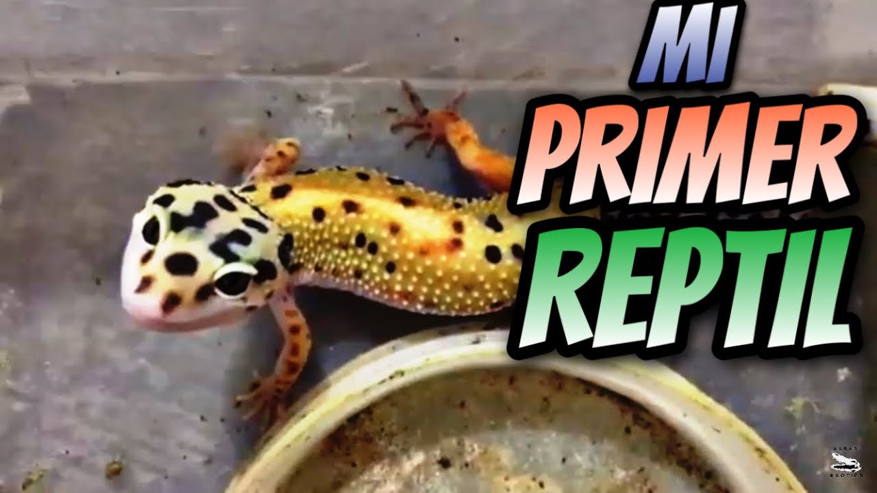 Mi Primer Reptil (Cual Es El Mejor Para Comenzar) - YouTube